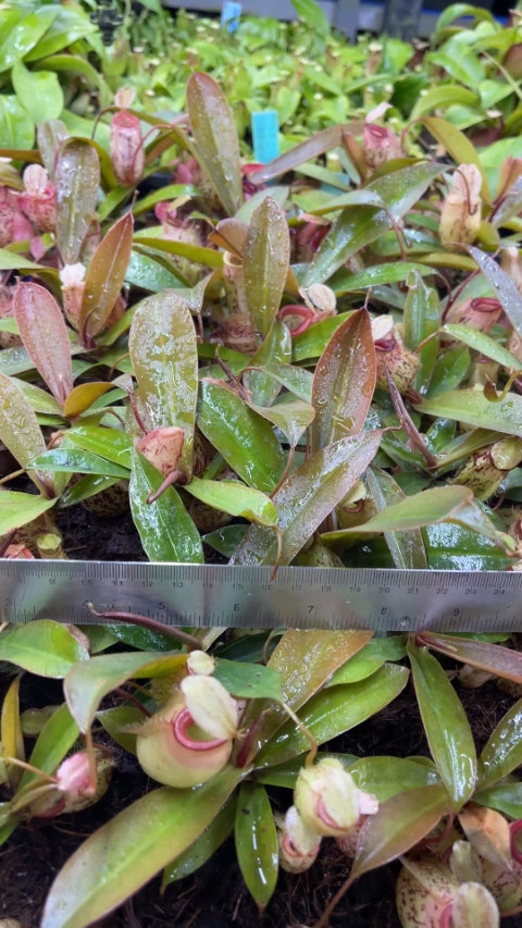 N. sibuyanensis x ampullaria – selected speckled clone: BE-4584 *Pre-Order*