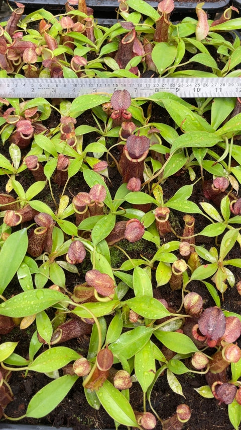 N. spathulata x (densiflora x spectabilis): BE-4589 *Pre-Order*