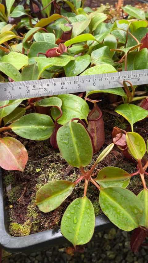 N. robcantleyi x palawanensis: BE-4591 *Pre-Order*