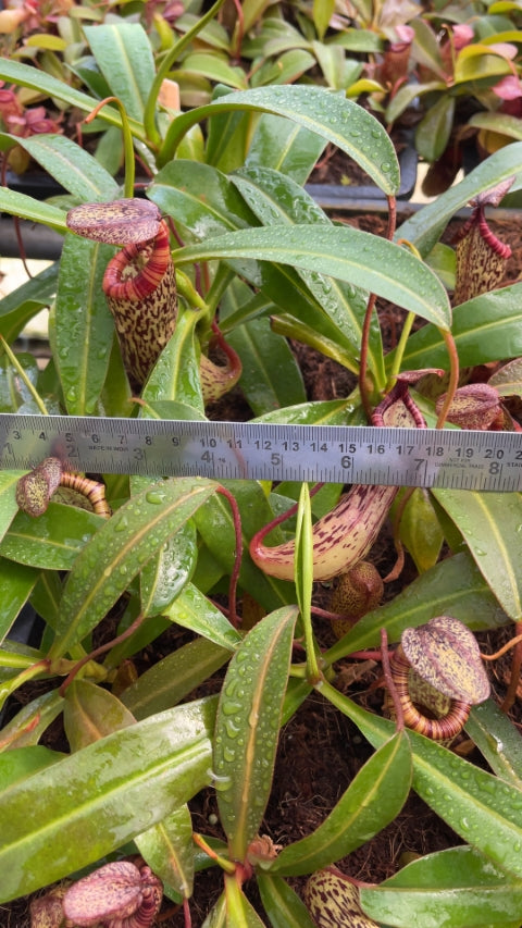 N. vogelii x ventricosa - selected clone: BE-4593 *Pre-Order*