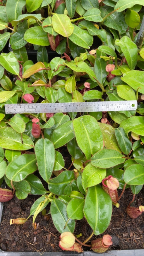N. rajah x veitchii ‘Gold Rush’ – seed grown: BE-4603 *Pre-Order*