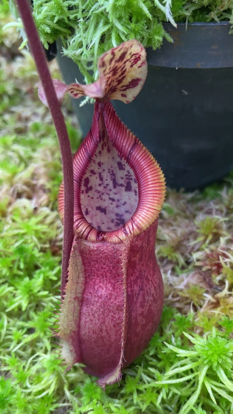 N. diabolica x burbidgeae: BE-4626