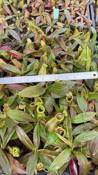 N. ampullaria x hamata – selected speckled clone: BE-4631 *Pre-Order*