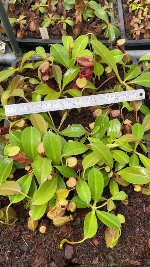 N. spathulata x ephippiata - assorted clones: BE-4642 *Pre-Order*