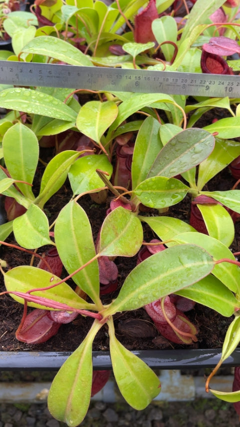 N. sibuyanensis x ephippiata – assorted clones: BE-4644 *Pre-Order*