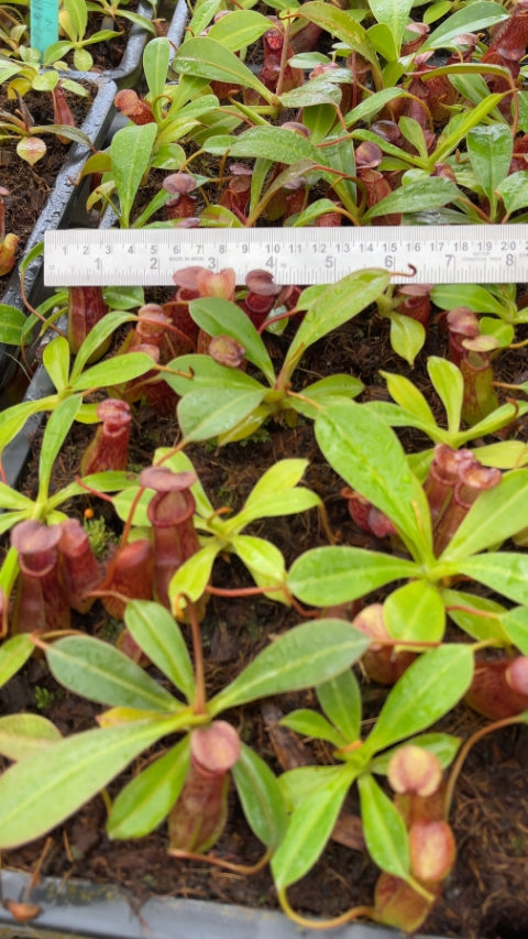 N. burkei x ephippiata – assorted clones: BE-4652 *Pre-Order*