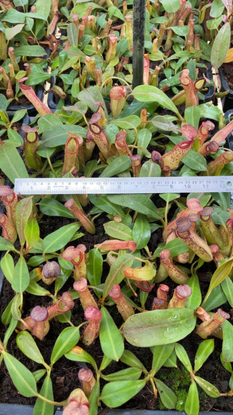 N. veitchii x klossii - assorted clones: BE-4670 *Pre-Order*