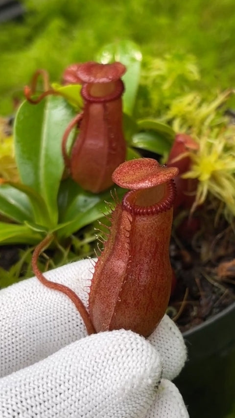 N. villosa x ventricosa FC-325: BE-4686 *Pre-Order*