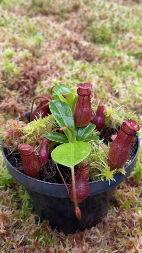 N. villosa x ventricosa FC-325: BE-4686 *Pre-Order*