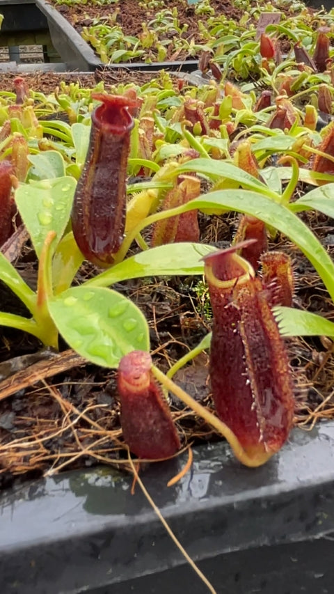 N. (lowii x tentaculata) x lowii: BE-4700 *Pre-Order*