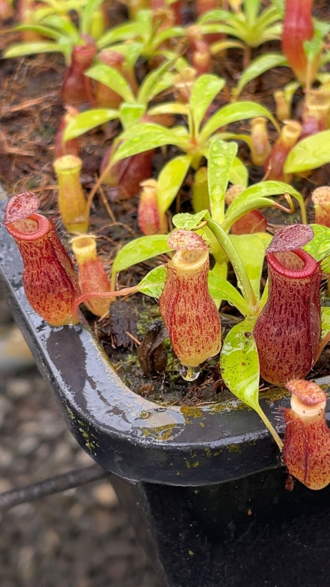 N. jamban x burkei: BE-4702 *Pre-Order*