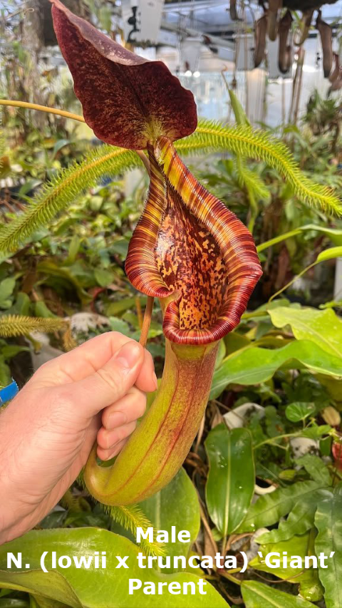 N. villosa x (lowii x truncata) - giant - selected clone 7 - FC-321: BE-4727 *Pre-Order*