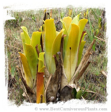 Brocchinia hechtioides {Mantapai, under Sororopan Tepui, Gran Sabana, Venezuela, different clones} / 1+ plants, size 5-15 cm