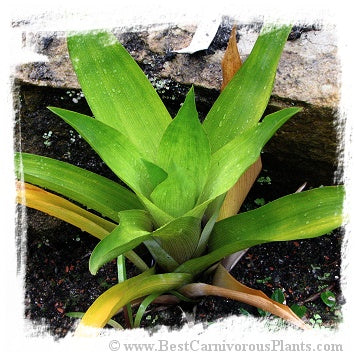 Brocchinia tatei / size 30+ cm