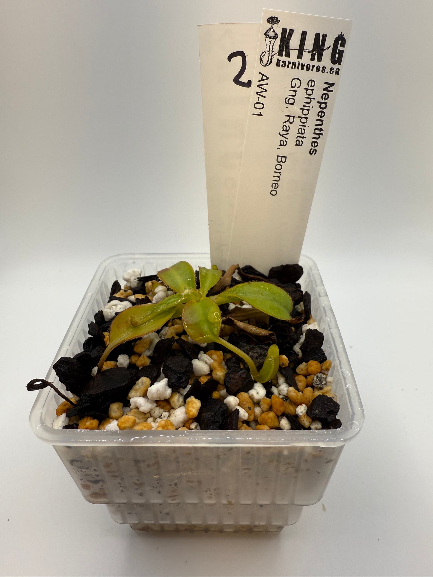 Nepenthes ephippiata (Gunung Raya, Borneo)