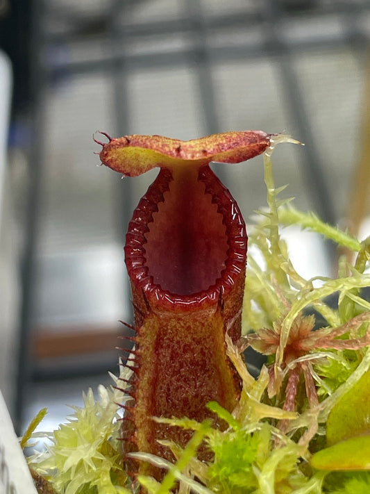 Nepenthes (diabolica x hamata) x Trusmadiensis