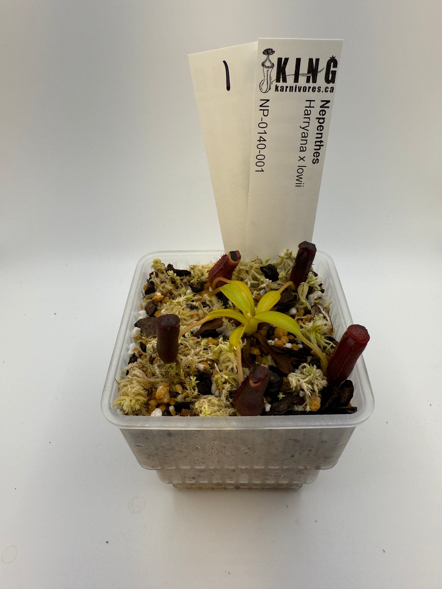 Nepenthes Harryana x lowii