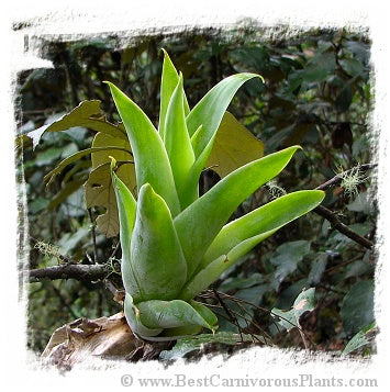 Catopsis berteroniana {Vinales, San Vincente, Cuba} / 1+ plant, 4-10 cm
