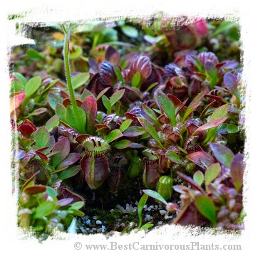 Cephalotus follicularis cv. BCP Phoebe {Descendant of Hummers Giant} / 1+ juvenile plant, size 2-5 cm