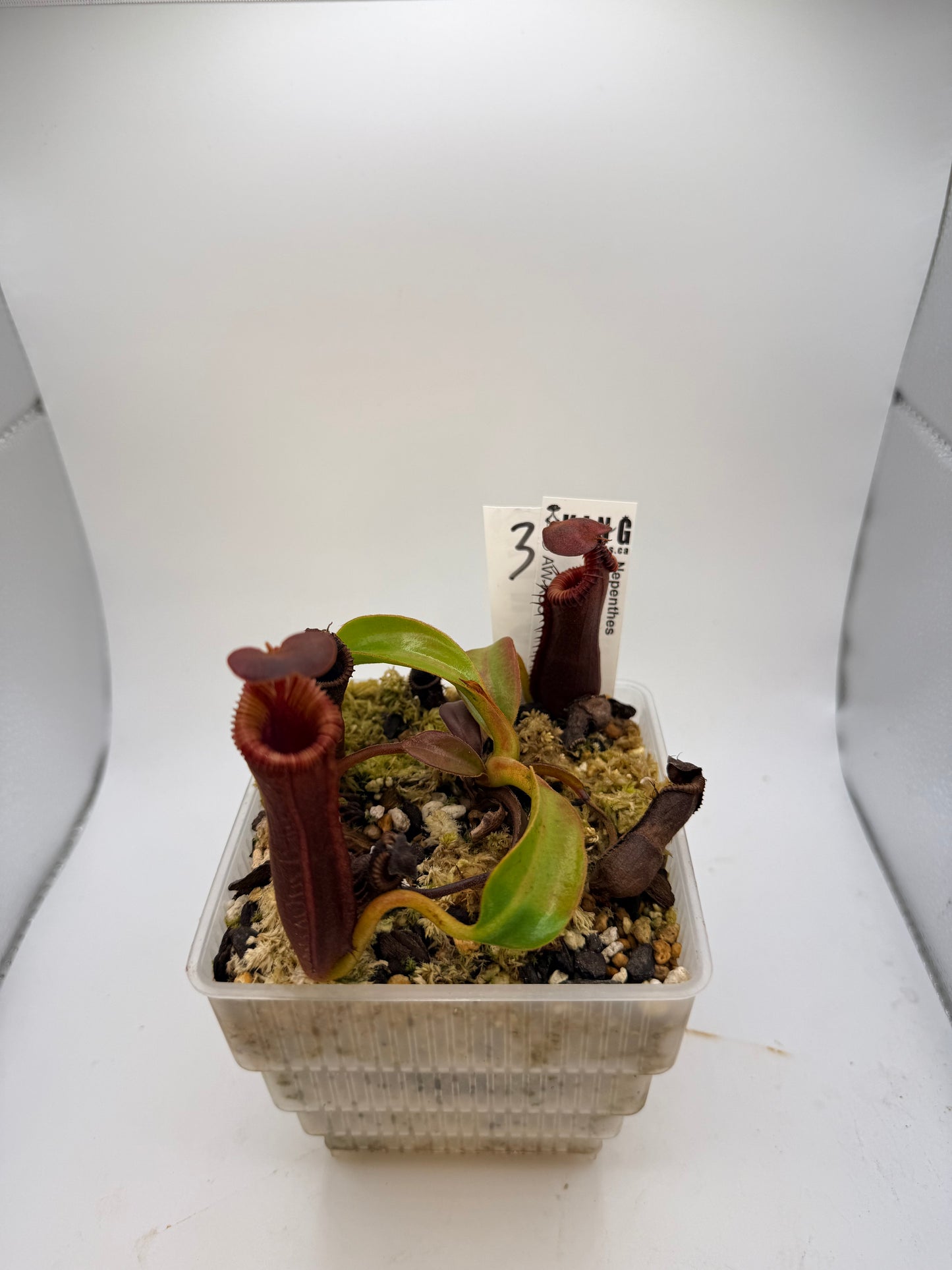 Nepenthes lowii x edwardsiana