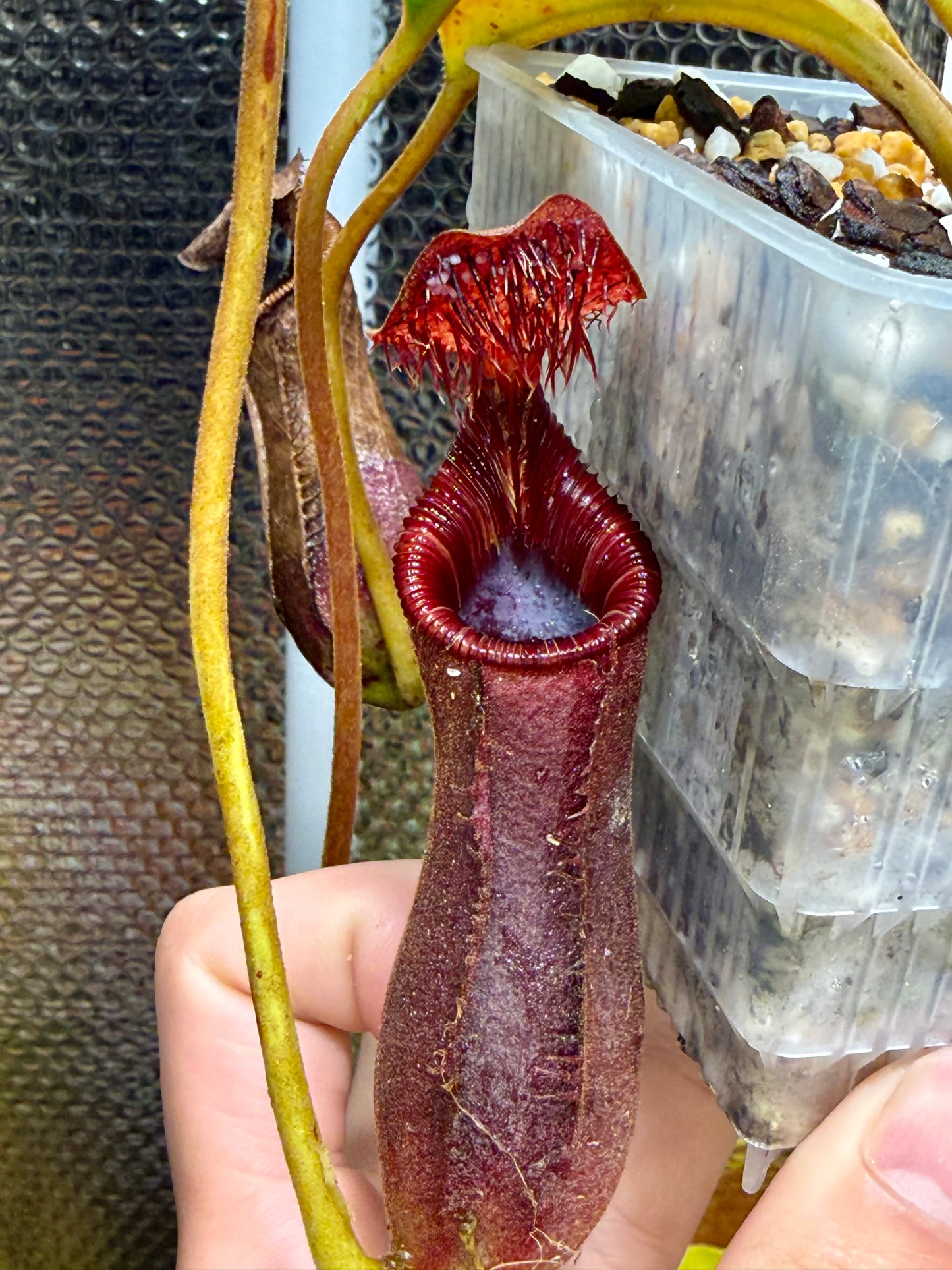 Nepenthes lowii (Gunung Mulu, Borneo)