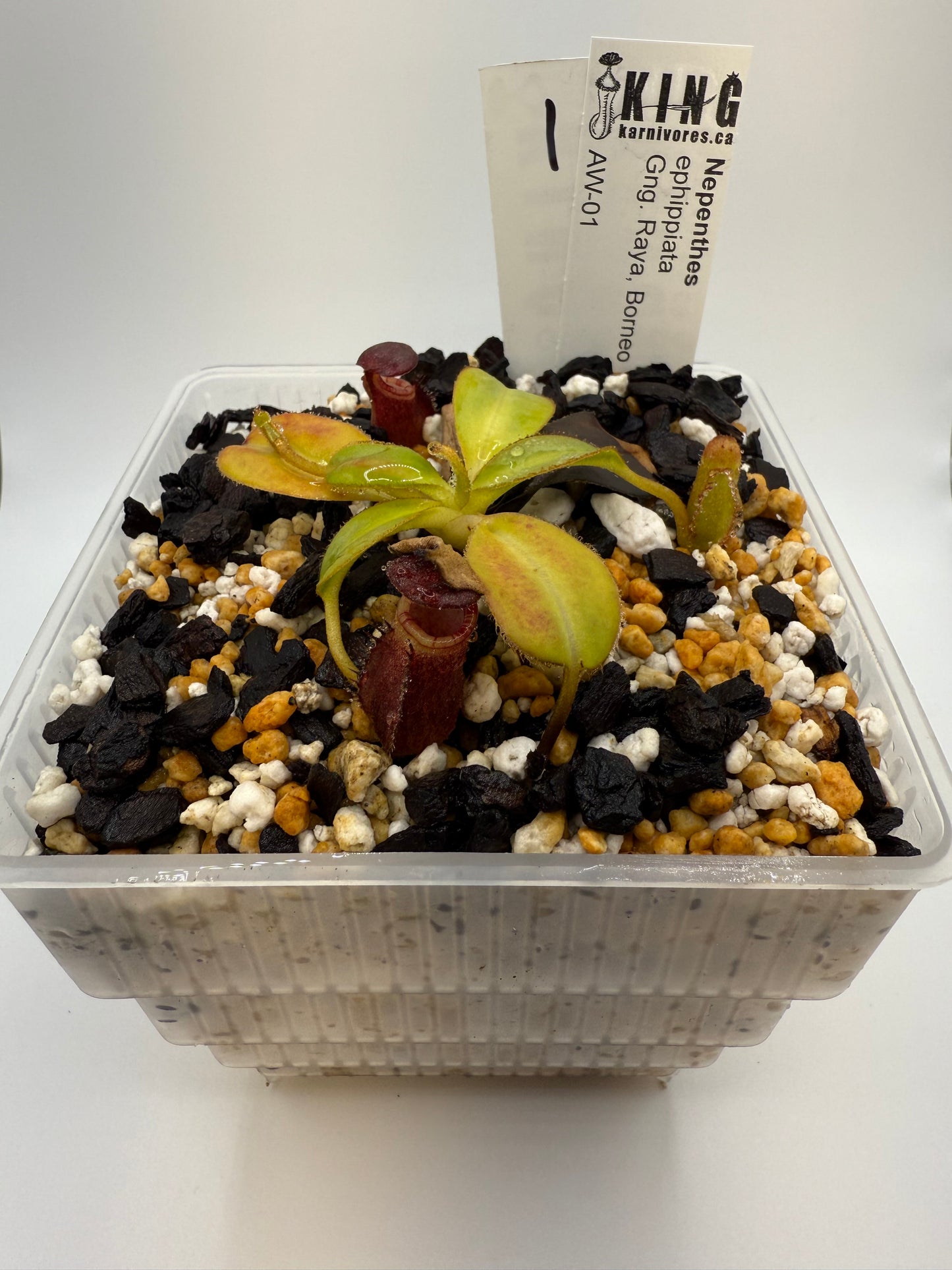 Nepenthes ephippiata (Gunung Raya, Borneo)