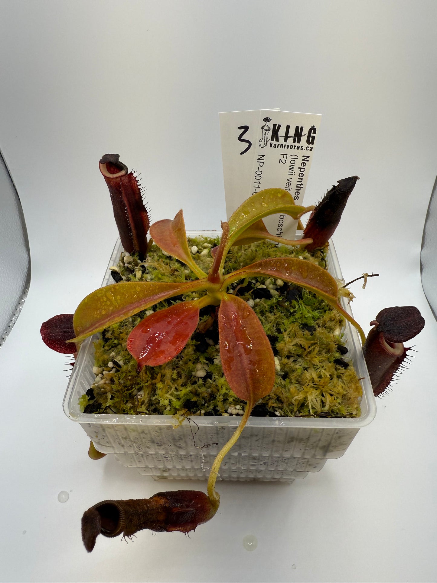 Nepenthes (lowii x veitchii) x boschiana F2