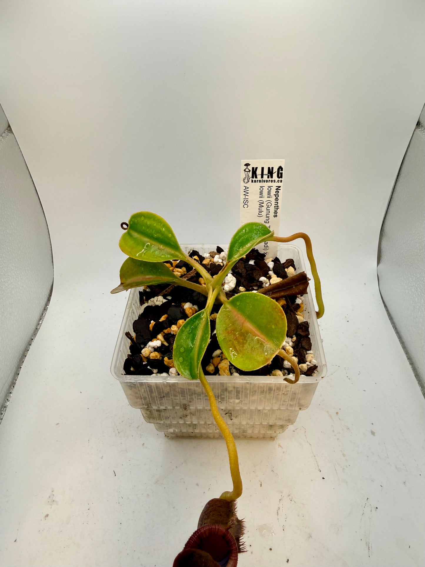 Nepenthes lowii (Gunung Trusmadi) x lowii (Mulu)