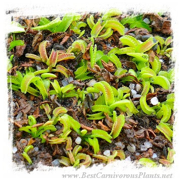 Dionaea muscipula 'BCP Kim Jong-un' / 2+ plants, 1-3 cm *BCP Import*