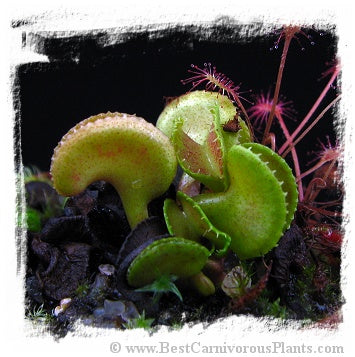 Dionaea muscipula 'CUDO' / 2+ plants, 0.5-1 cm