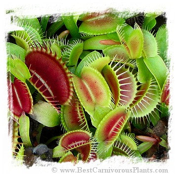 Dionaea muscipula (giant): Clone BCP 05-17 / 2+ plants, 1-3 cm