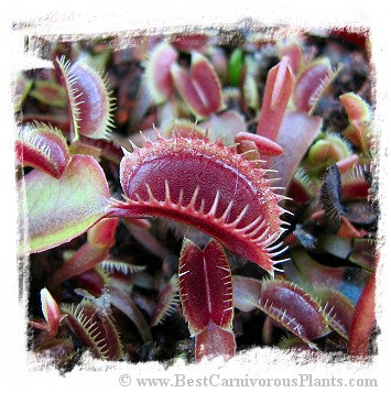 Dionaea muscipula (all red-short tooth): Clone BCP 16-02 / 2+ plants, 1-3 cm