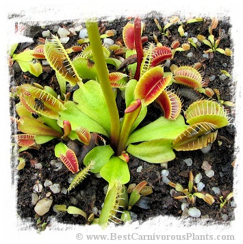 Dionaea muscipula 'BCP Phoenix' / 1+ plants, 1-3 cm *BCP Import*