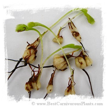 Dionaea muscipula {Different Forms Mix Wholesale} / 1 adult plant, size 4-12 cm *BCP Import*