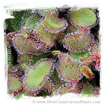 Drosera cv. BCP Andromeda 2nd {original BCP cross: D. schizandra x D. prolifera} / 1+ plants