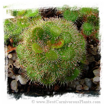 Drosera spec. Pretty Rosette {South Africa} *BCP Import*