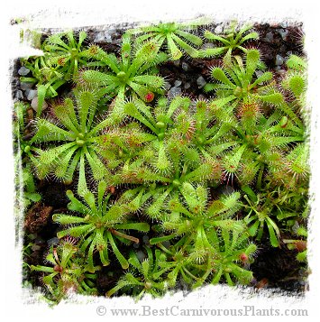 Drosera afra / 3+ plants *BCP Import*