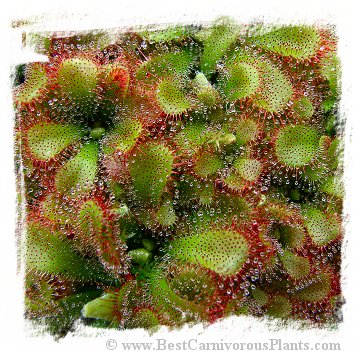 Drosera aliciae / 2+ plants *BCP Import* *Bonus Eligible*