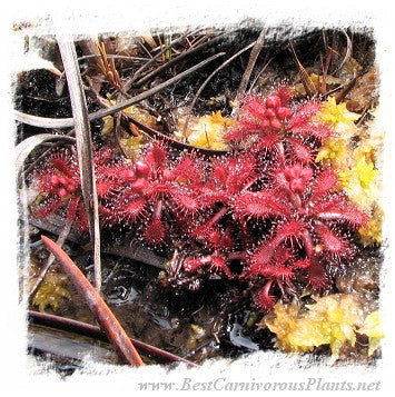 Drosera arenicola {Akopan Tepui, Chimanta Massif, Venezuela} / 2+ plants *BCP Import* *Bonus Eligible*