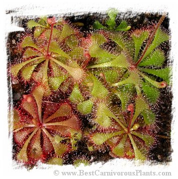 Drosera brevifolia {Hampstead, NC, USA} (15 seeds)