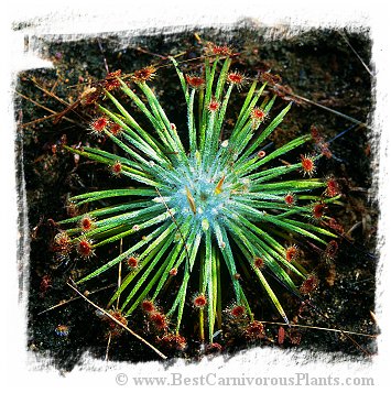 Drosera broomensis {clone 5, 19 km south of Derby, Kimberley, AU} / 2+ plants *BCP Import*