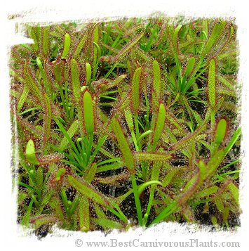 Drosera capensis {Narrow Leaf Form} / 5+ plants