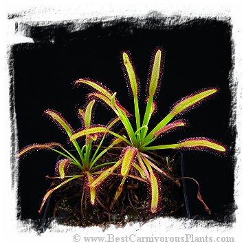 Drosera capensis {Compact Rosette} (30 seeds)