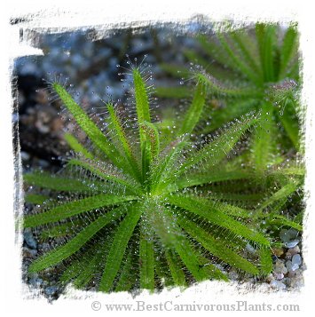 Drosera cistiflora {Salmon Flower, Cederberg, Republic of South Africa} (10 seeds) *BCP Import*