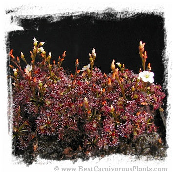 Drosera felix {Tuku Muruku, Gran Sabana} / 2+ plants *BCP Import* *Bonus Eligible*