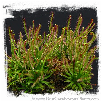 Drosera filiformis {Pine Barrens, New Jersey, USA} (20 seeds)