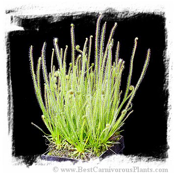 Drosera filiformis var. tracyi {white flower} / 2+ plants *BCP Import*