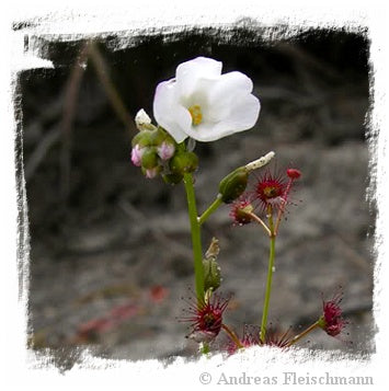 Drosera fimbriata / 3+ tubers, 1-3 mm