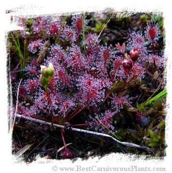 Drosera intermedia {temperate form, Southern Bohemia, Czech Republic} (30 seeds)