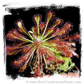 Drosera intermedia {near Batsto, Wharton SF, Burlington County, New Jersey, USA} (25 seeds)